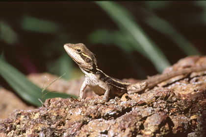 Eidechse - Foto, Druck, Poster, Leinwand