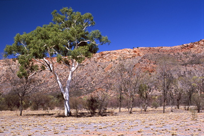 Outback - Foto, Druck, Poster, Leinwand