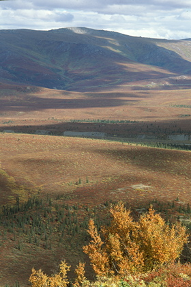 Tundra - Foto, Druck, Poster, Leinwand