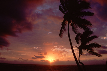 Palmenstrand im Sonnenaufgang - Foto, Druck, Poster, Leinwand