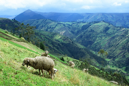 Bergwiese - Foto, Druck, Poster, Leinwand