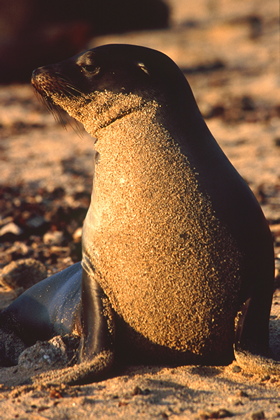 Seelöwe - Foto, Druck, Poster, Leinwand