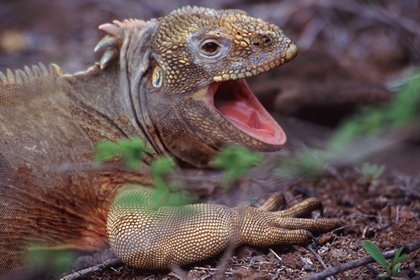 Landleguan - Foto, Druck, Poster, Leinwand