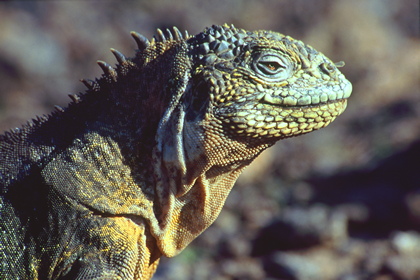 Landleguan - Foto, Druck, Poster, Leinwand