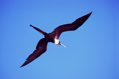 Fregattvogel - Foto, Druck, Poster, Leinwand