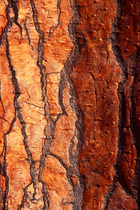 Baumrinde - Foto, Druck, Poster, Leinwand