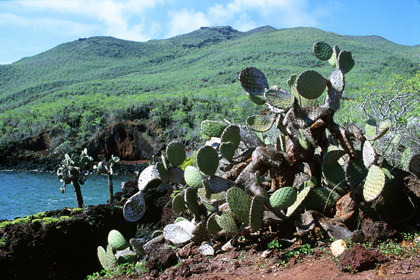 Galapagos-Küste - Foto, Druck, Poster, Leinwand