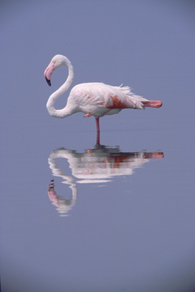 Flamingo - Foto, Druck, Poster, Leinwand