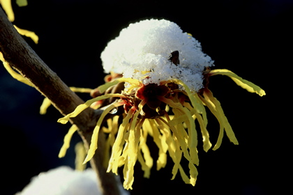 Schneekappe auf Zaubernuss - Foto, Druck, Poster, Leinwand