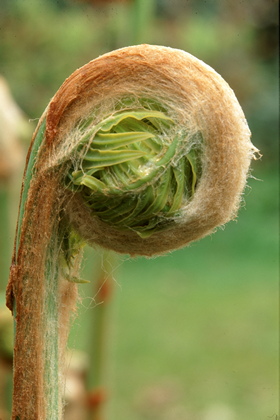 Farnaustrieb, Osmunda regalis - Foto, Druck, Poster, Leinwand