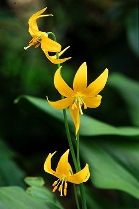 Hundszahn, Erythronium toulumnense - Foto, Druck, Poster, Leinwand