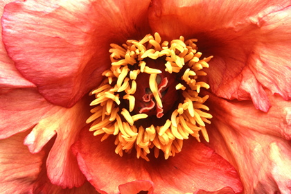 Strauchpfingstrose, Paeonia - Foto, Druck, Poster, Leinwand