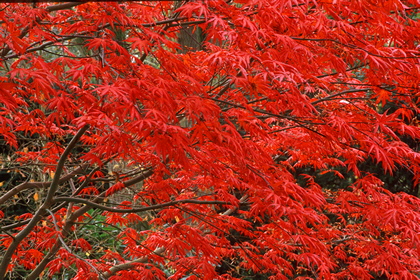 Fächerahorn im Herbst - Foto, Druck, Poster, Leinwand