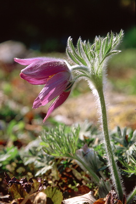 Küchenschelle, Pulsatilla vulgaris - Foto, Druck, Poster, Leinwand