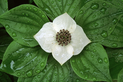 Kanadischer Hartriegel, Cornus canadensis - Foto, Druck, Poster, Leinwand