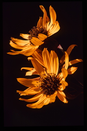 Ligularia - Foto, Druck, Poster, Leinwand