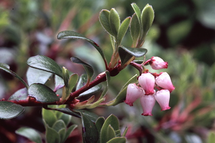 Bärentraube, Arctostaphylos uva-ursi - Foto, Druck, Poster, Leinwand