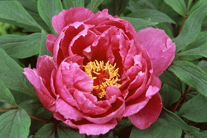 Strauchpfingstrose, Paeonia - Foto, Druck, Poster, Leinwand