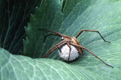 Spinne - Foto, Druck, Poster, Leinwand