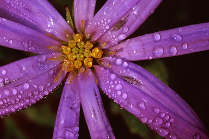 Aster Sedifolium - Foto, Druck, Poster, Leinwand