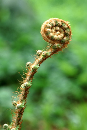 Farnblatt - Foto, Druck, Poster, Leinwand