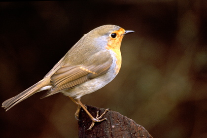 Rotkehlchen - Foto, Druck, Poster, Leinwand