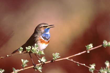 Blaukehlchen - Foto, Druck, Poster, Leinwand