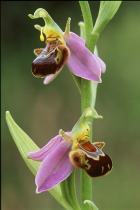 Bienenragwurz, Ophrys apifera - Foto, Druck, Poster, Leinwand