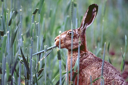 Hase - Foto, Druck, Poster, Leinwand