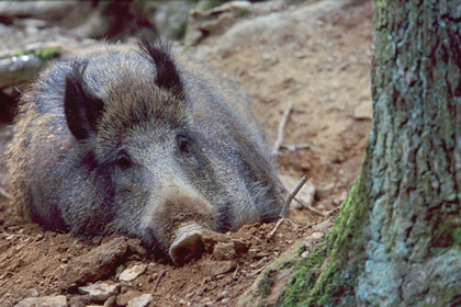 Wildschwein - Foto, Druck, Poster, Leinwand