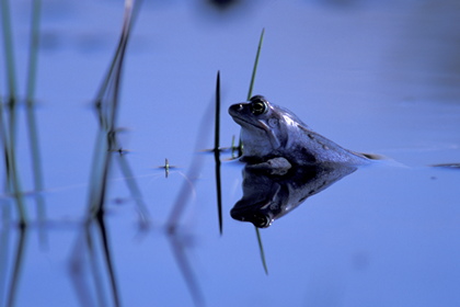 Moorfrosch - Foto, Druck, Poster, Leinwand