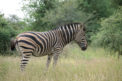 Zebra - Foto, Druck, Poster, Leinwand