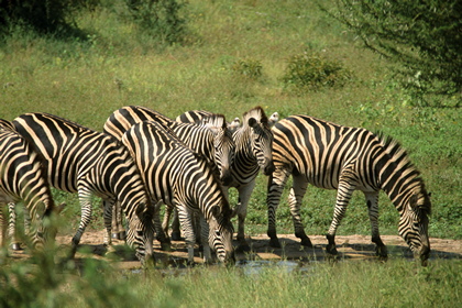 Zebras - Foto, Druck, Poster, Leinwand