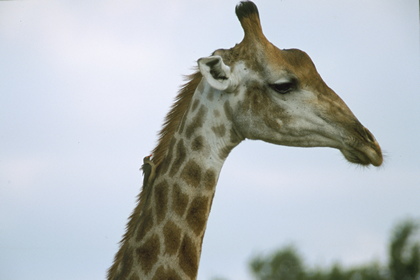 Giraffe - Foto, Druck, Poster, Leinwand