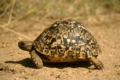 Leopardenschildkröte - Foto, Druck, Poster, Leinwand