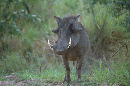 Warzenschwein - Foto, Druck, Poster, Leinwand