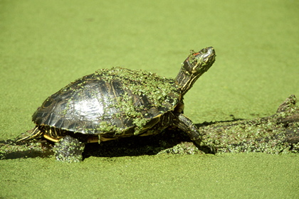 Schmuckschildkröte - Foto, Druck, Poster, Leinwand