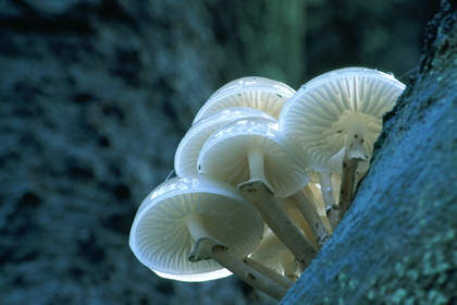 Buchenschleimrübling, Oudemansiella mucida - Foto, Druck, Poster, Leinwand