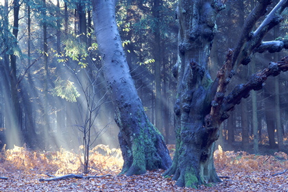 Wald - Foto, Druck, Poster, Leinwand