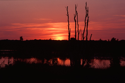 Abendrot im Moor - Foto, Druck, Poster, Leinwand