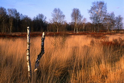 Moorlandschaft - Foto, Druck, Poster, Leinwand