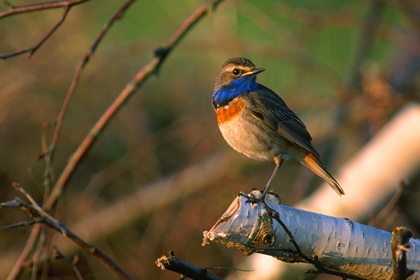 Blaukehlchen - Foto, Druck, Poster, Leinwand