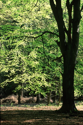 Laubwald - Foto, Druck, Poster, Leinwand