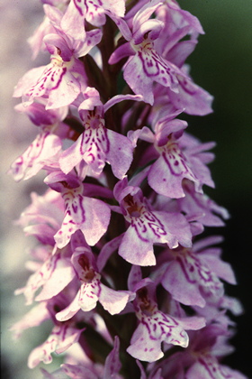 Knabenkraut, Dactylorhiza - Foto, Druck, Poster, Leinwand