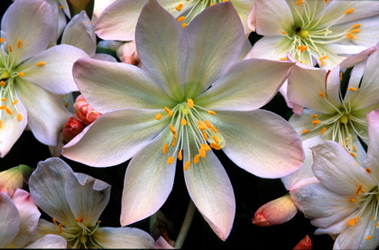 Bitterwurz, Lewisia - Foto, Druck, Poster, Leinwand