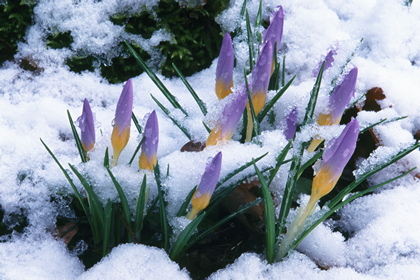 Crocus  - Foto, Druck, Poster, Leinwand