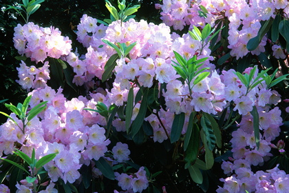 Rhododendron - Foto, Druck, Poster, Leinwand