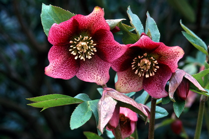 Christrose, Helleborus - Foto, Druck, Poster, Leinwand