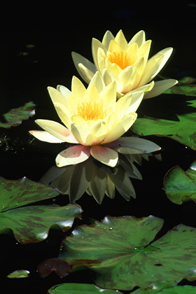 Seerose, Nymphaea - Foto, Druck, Poster, Leinwand