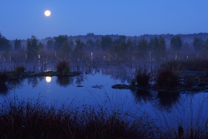 Moor im Mondlicht - Foto, Druck, Poster, Leinwand